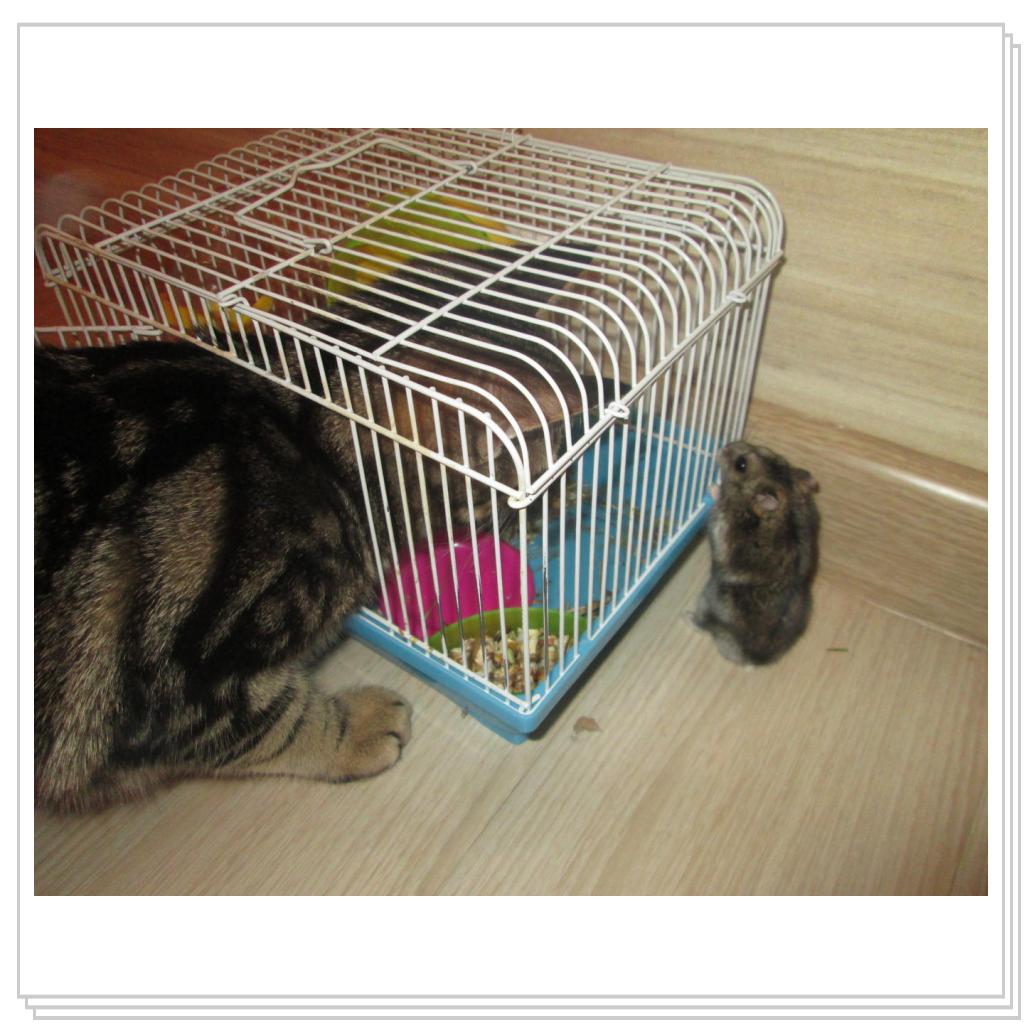 Да вот беда, кот подрос, а привычка отдыхать в клетке осталась....