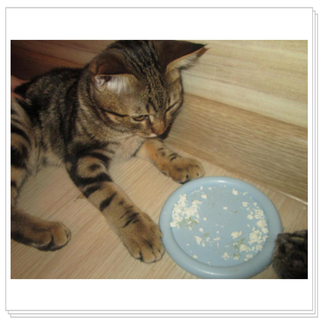 Кекс не жадный и всегда с наслаждением наблюдает, как Белка лакомится из его миски.