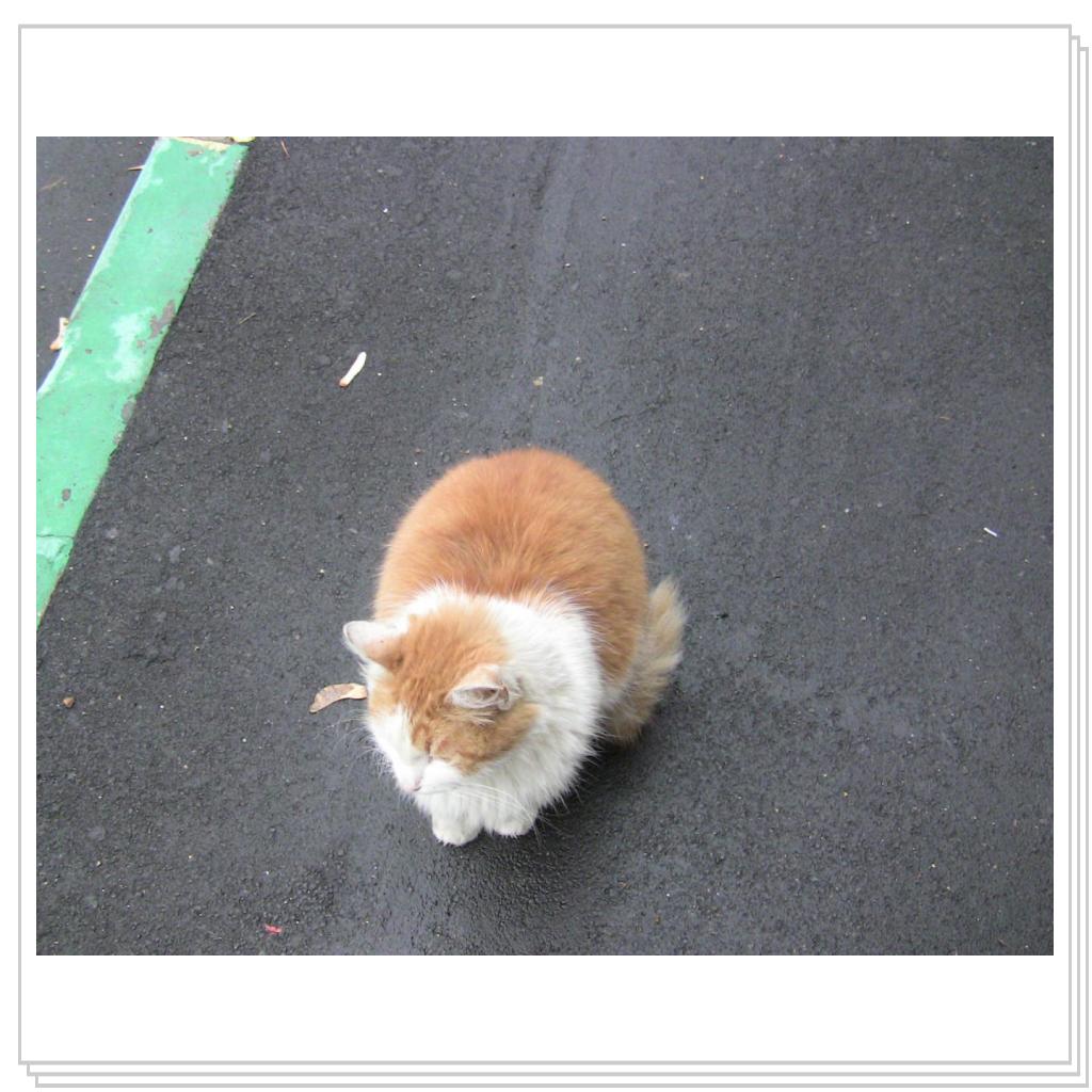 Рыжий кот, выброшен на улицу