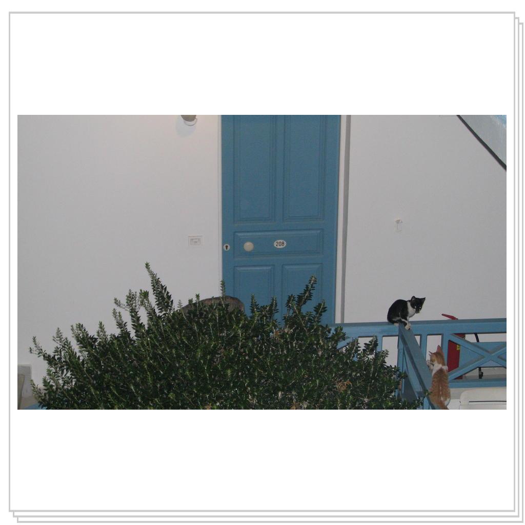 Кошки Греции