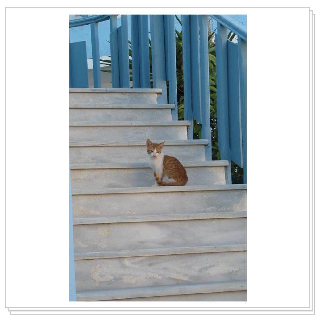 Кошки Греции