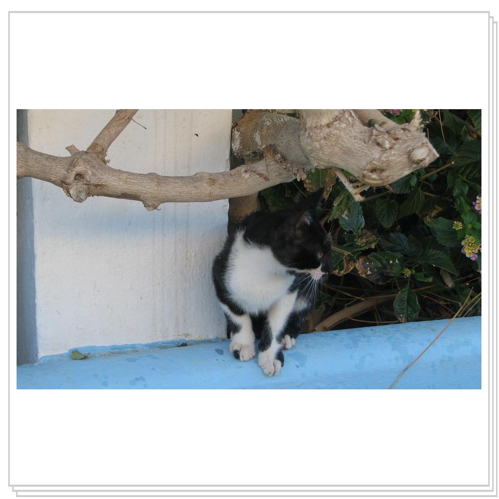 Кошки Греции