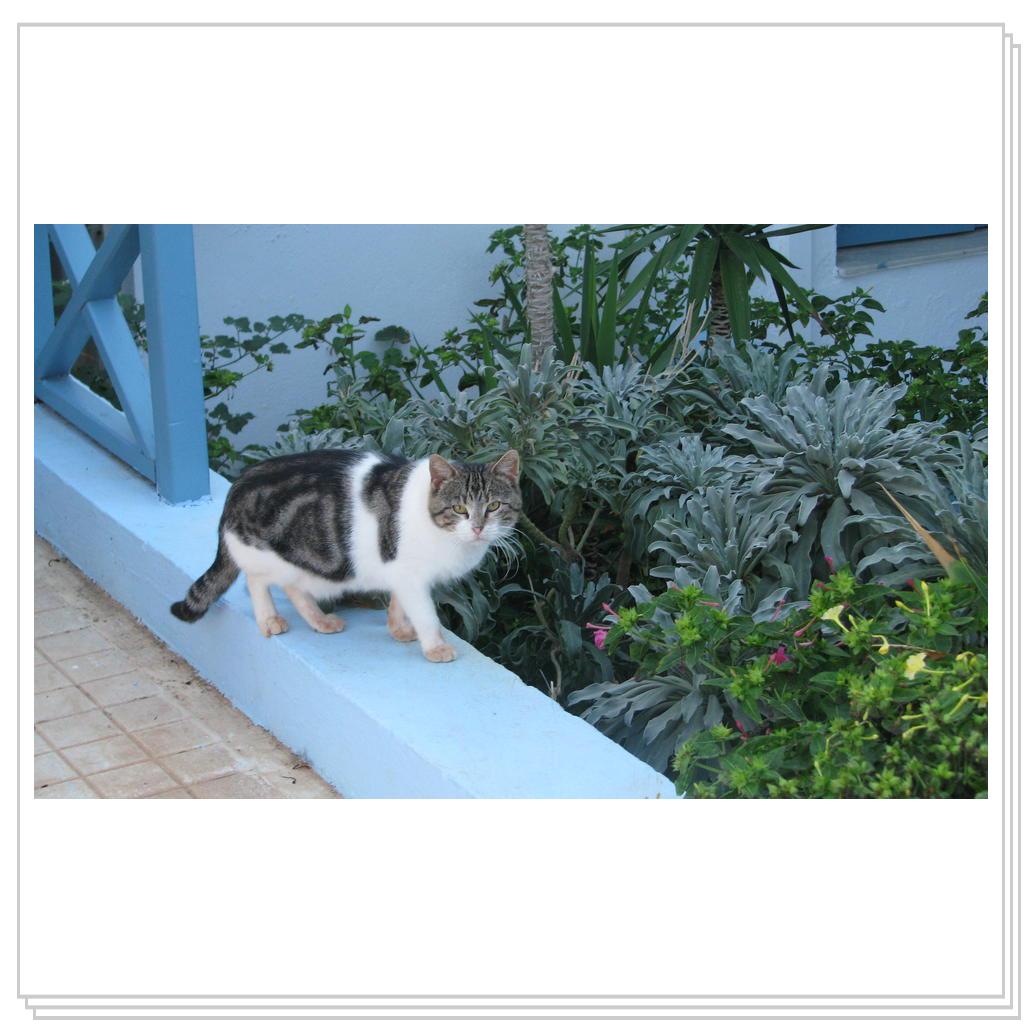 Кошки Греции