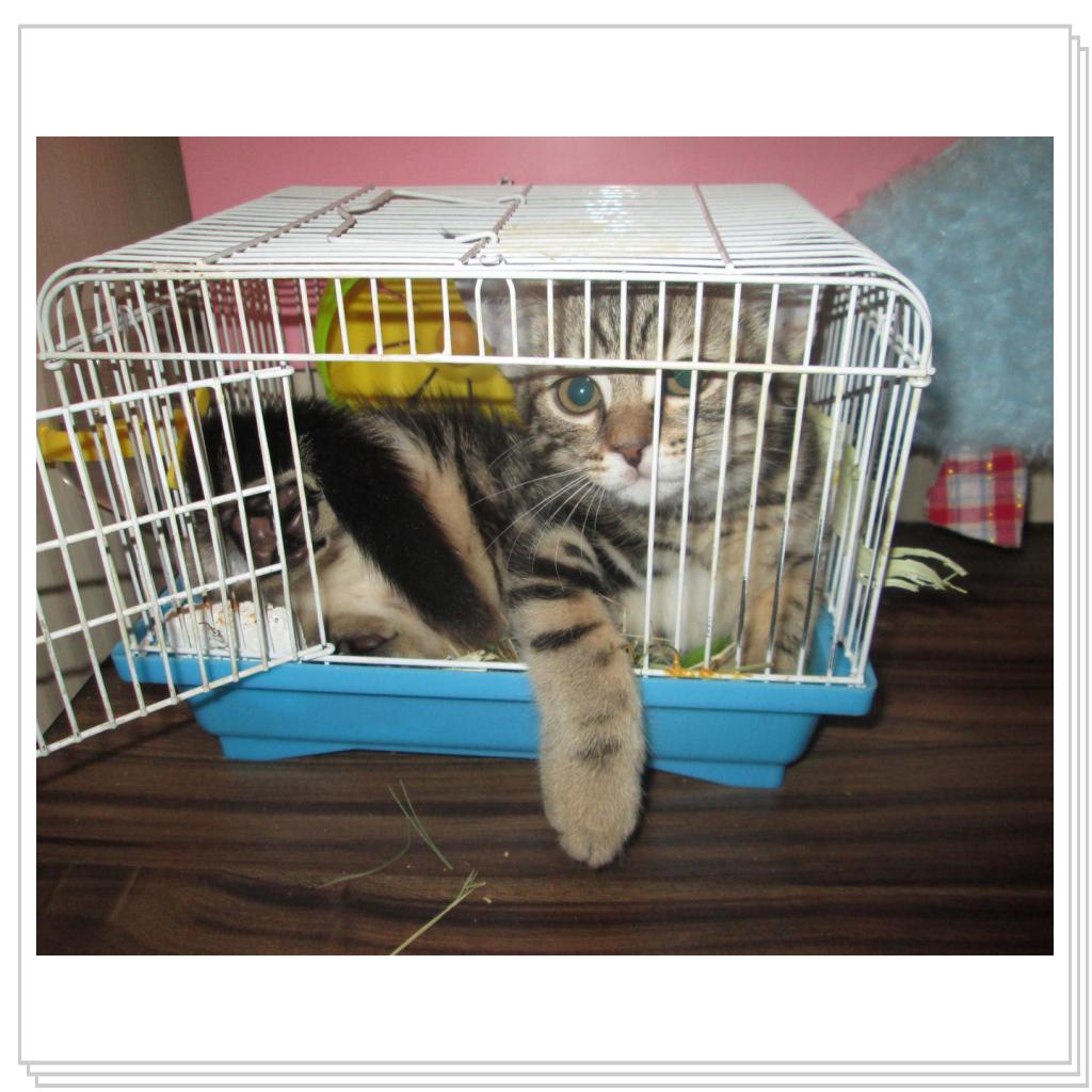 Любимое место Кекса - это клетка его подруги, хомячки Белки. Пока та прогуливается по квартире, кот незамедлительно занимает ее домик.