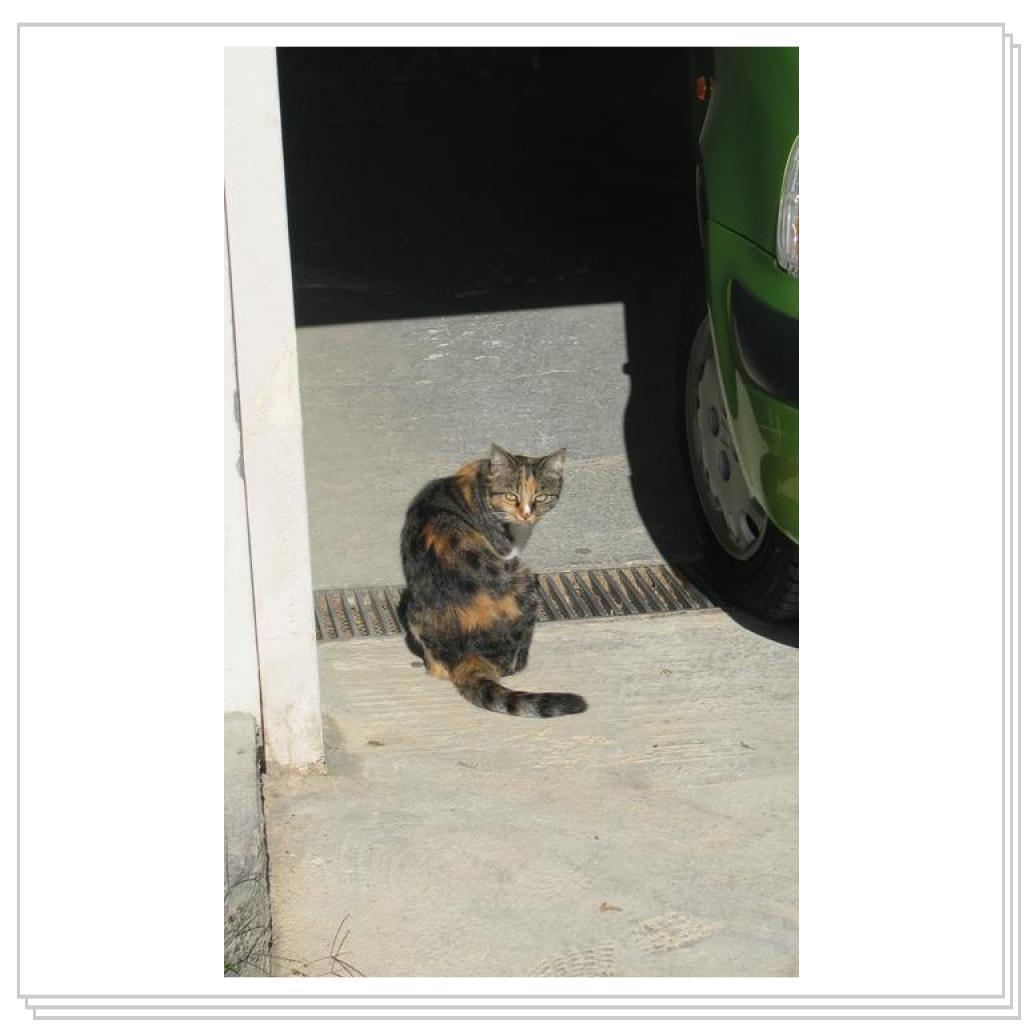 Кошки Греции