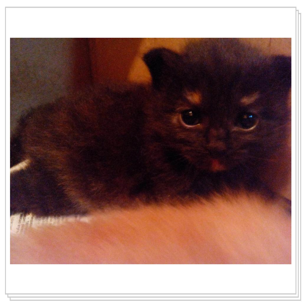 У кошечки Лори появились котятки