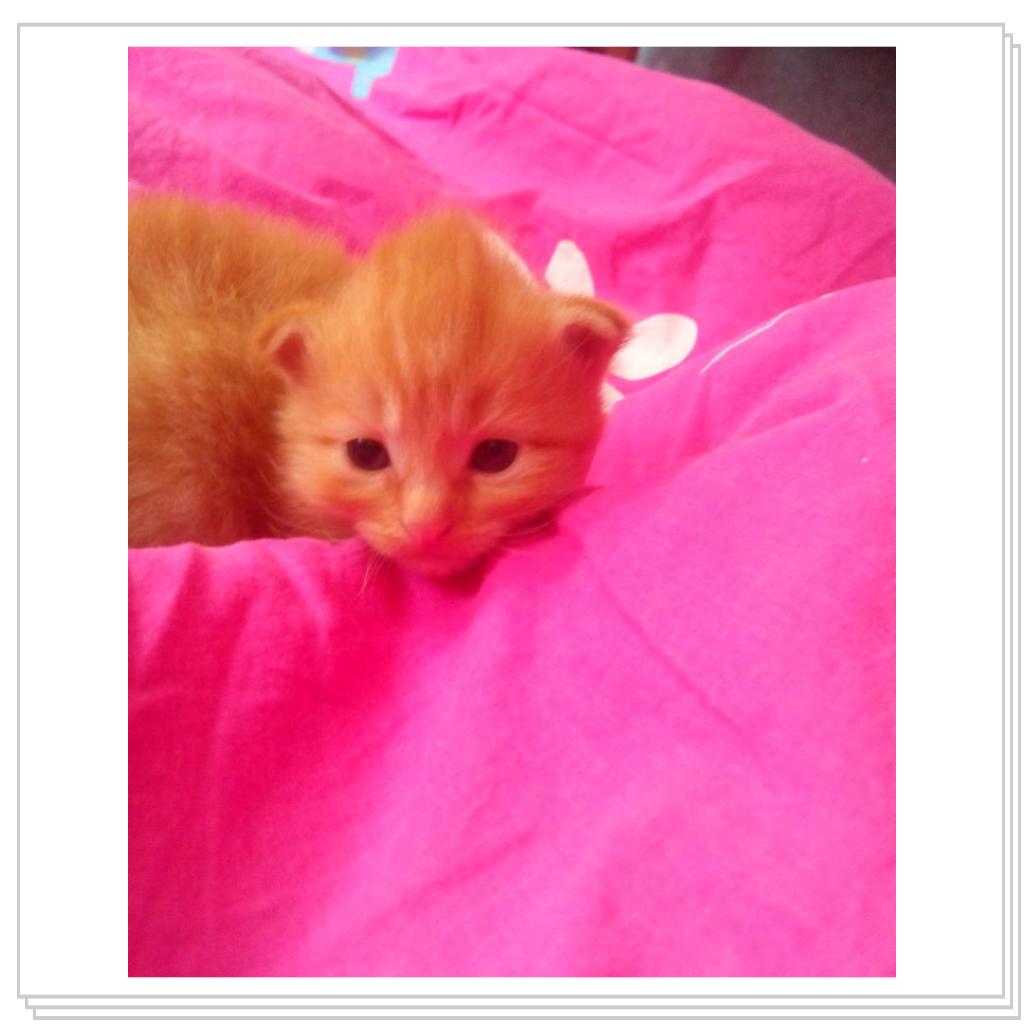 У кошечки Лори появились котятки