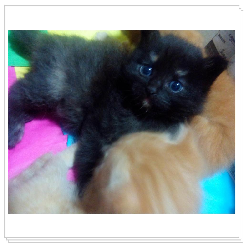 У кошечки Лори появились котятки