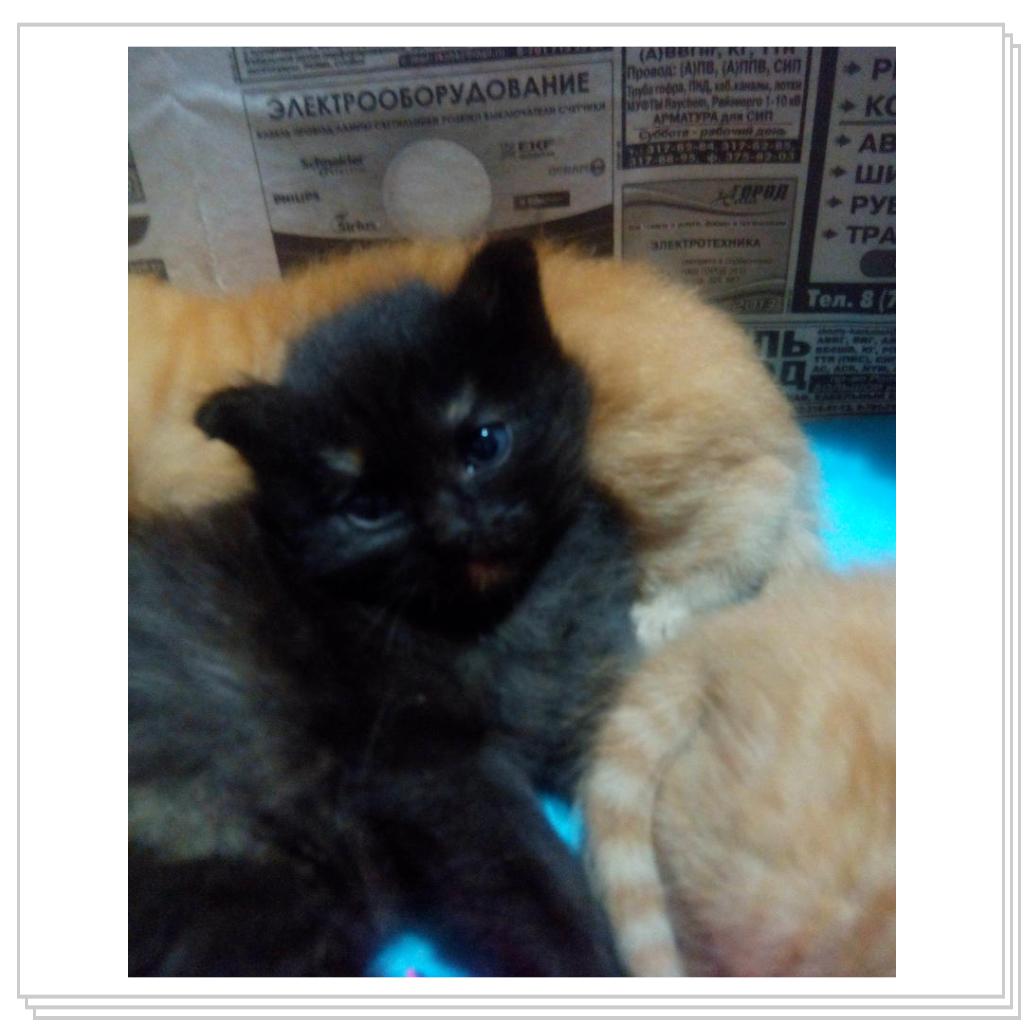 У кошечки Лори появились котятки