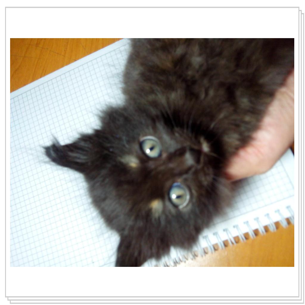 У наша кошечка окатилась)))у нее появились 3 очаровательных котят