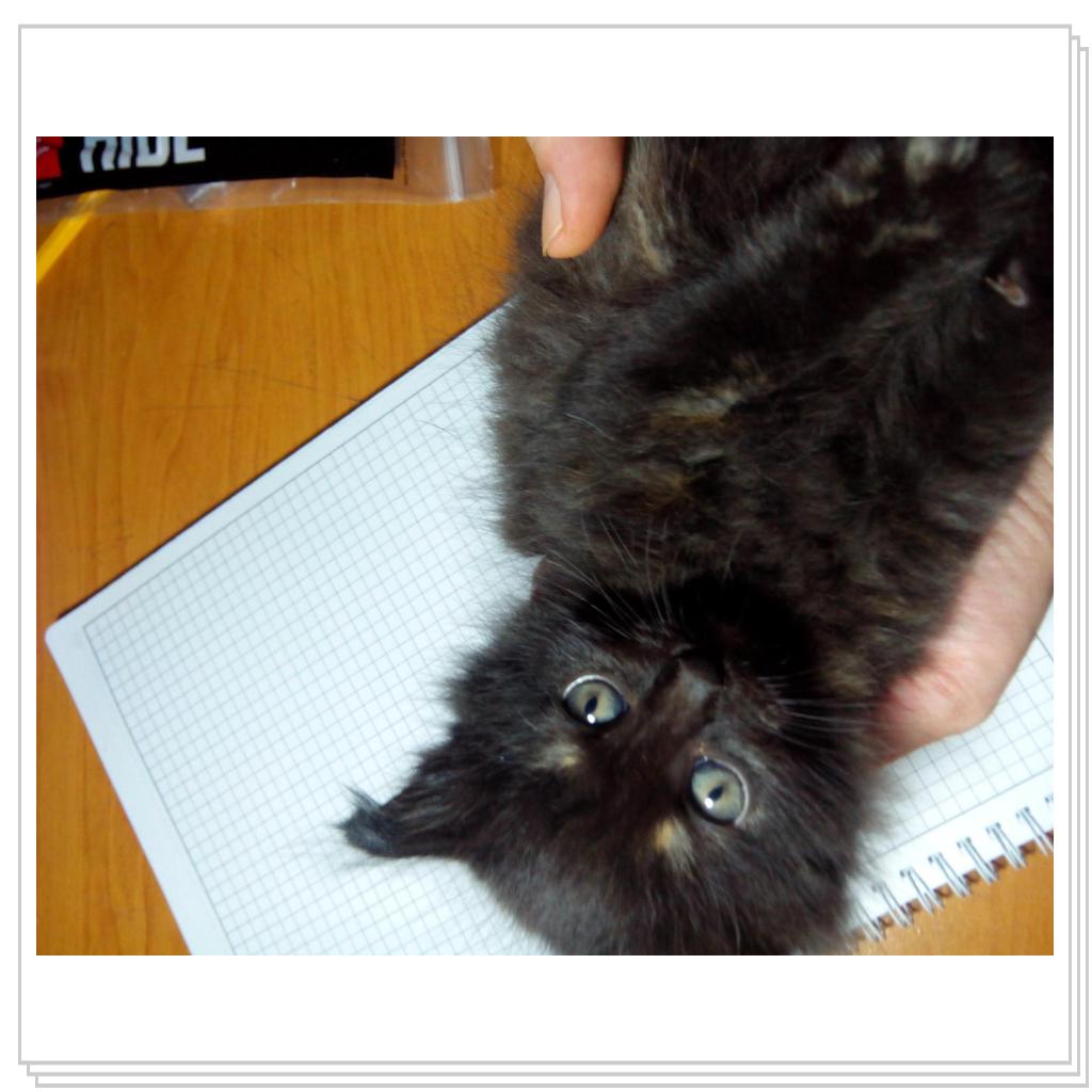 У кошечки Лори появились котятки