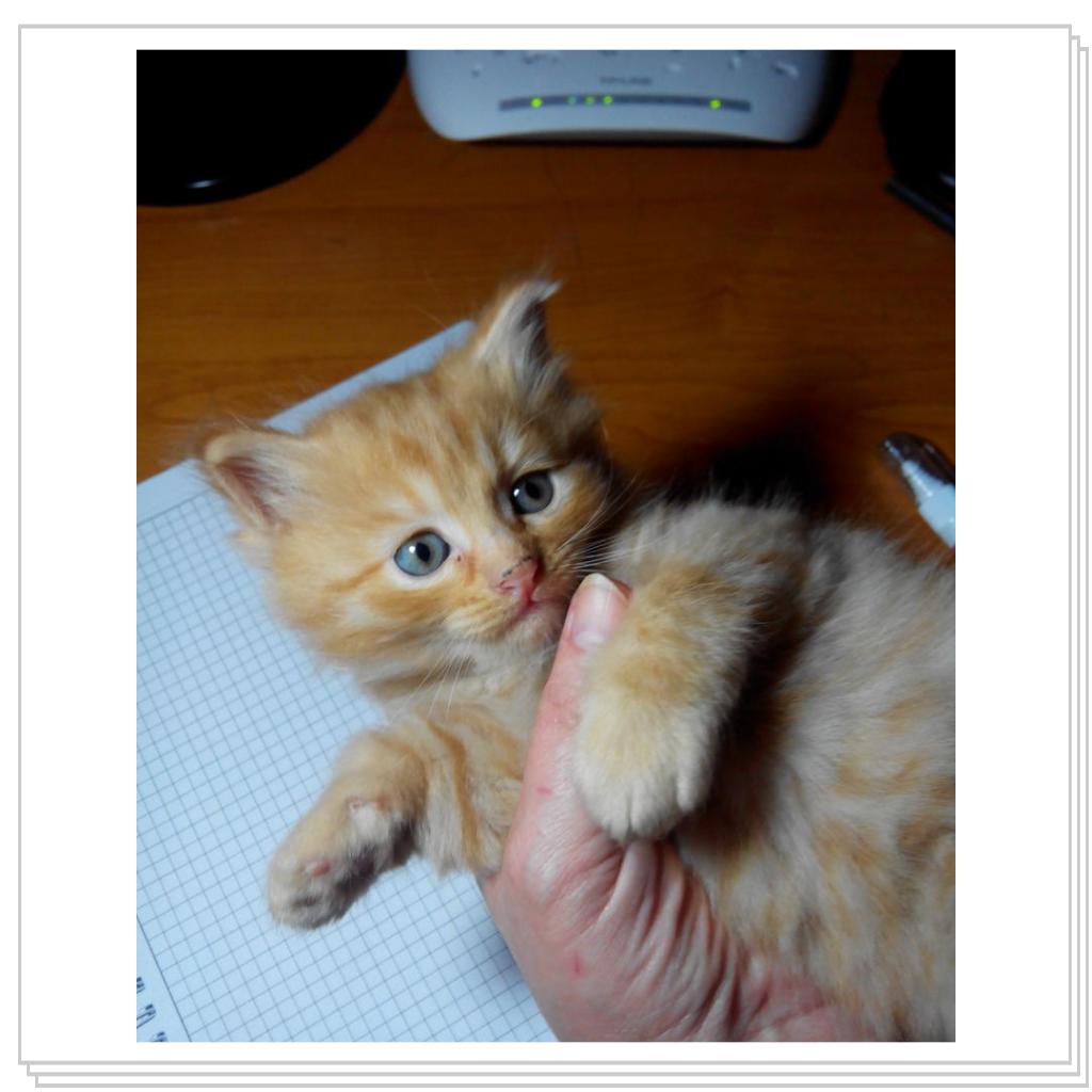 У кошечки Лори появились котятки