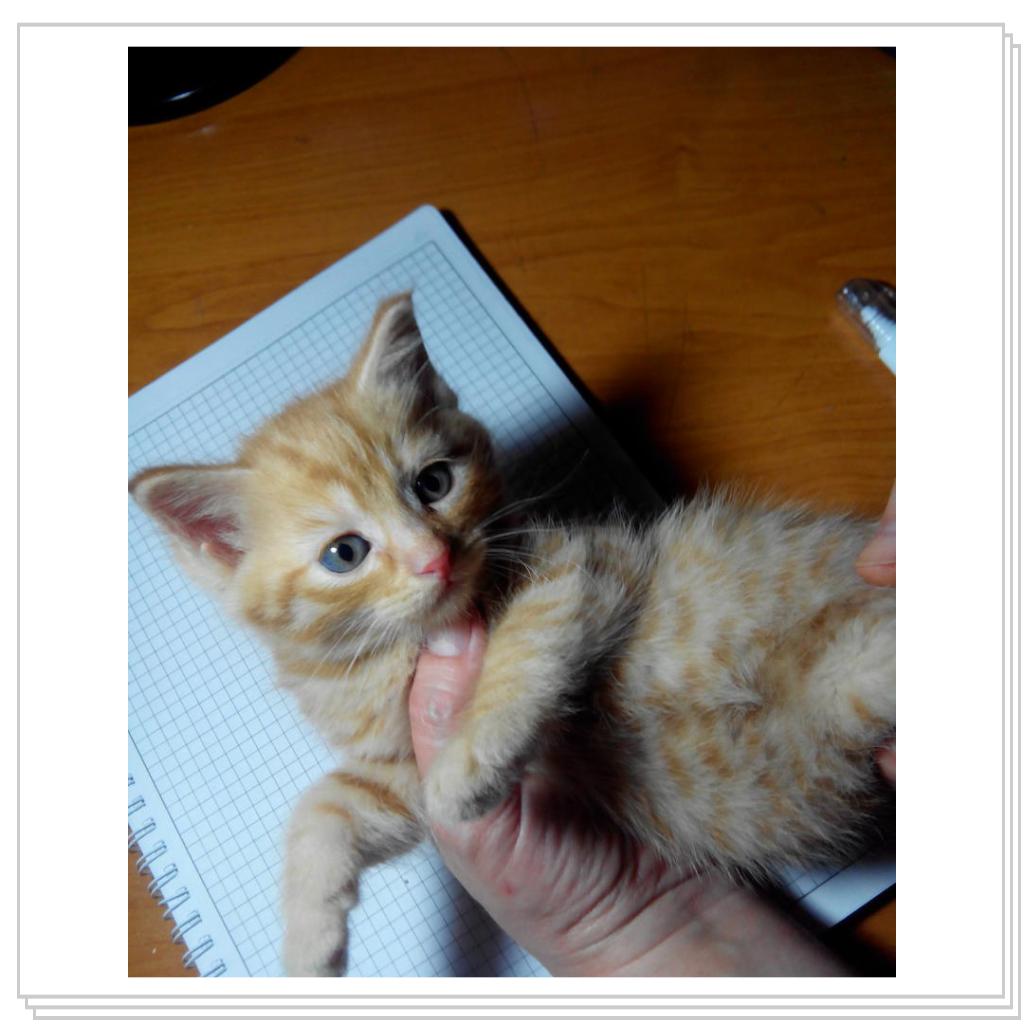 кошечка Лори