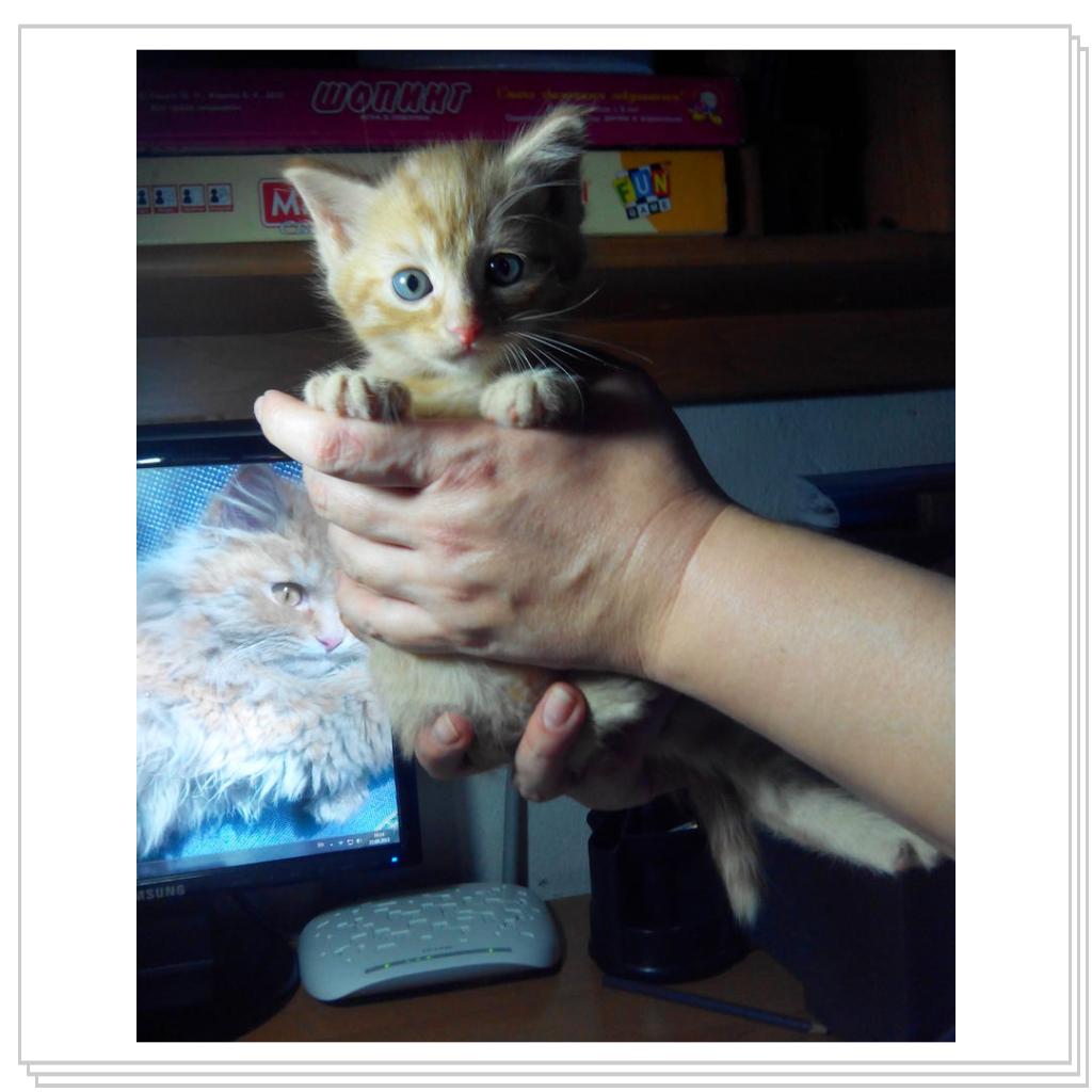 кошечка Лори