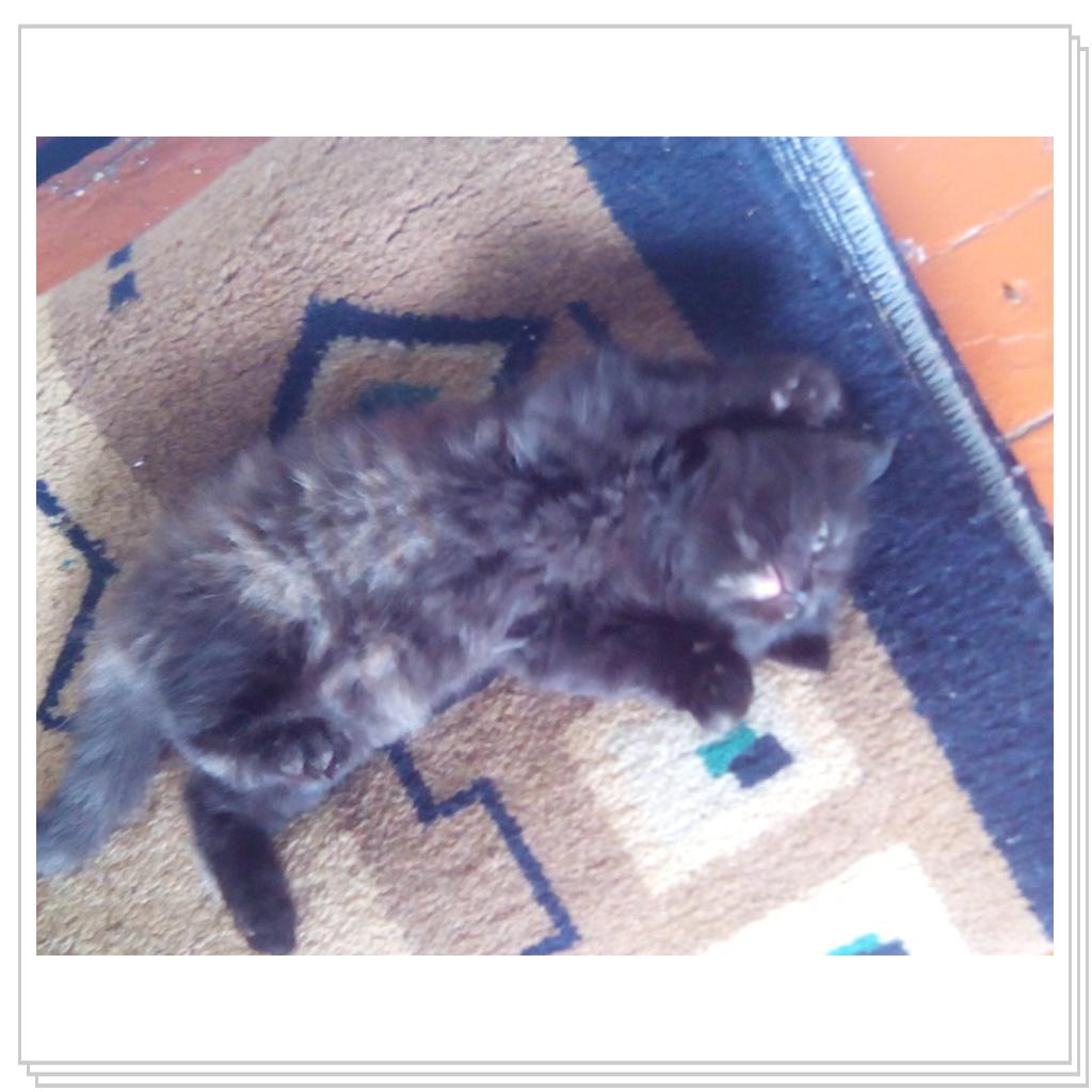 кошечка Лори