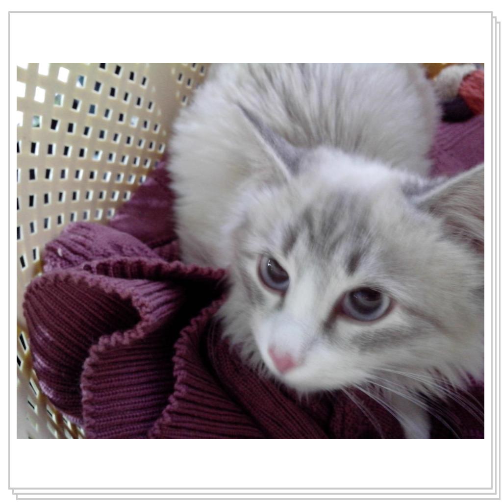 Ириску везут в новый дом