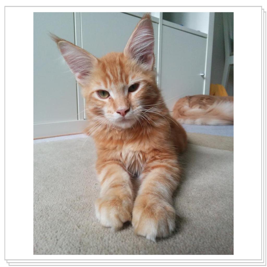 Луи(с) 4 месяца