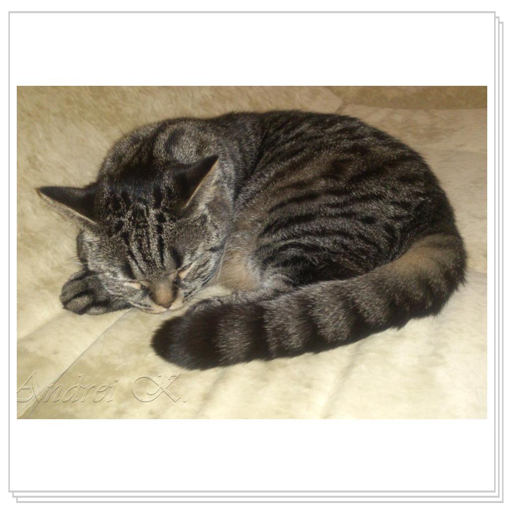 Шотландская кошка. Мила