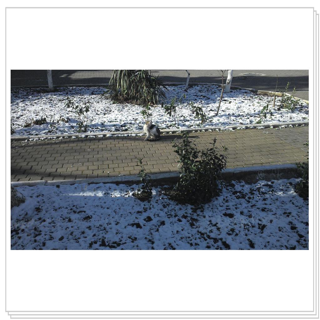 Кошки Севастополя