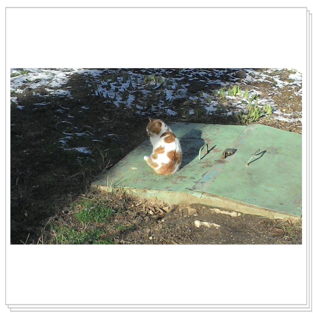 Кошки Севастополя