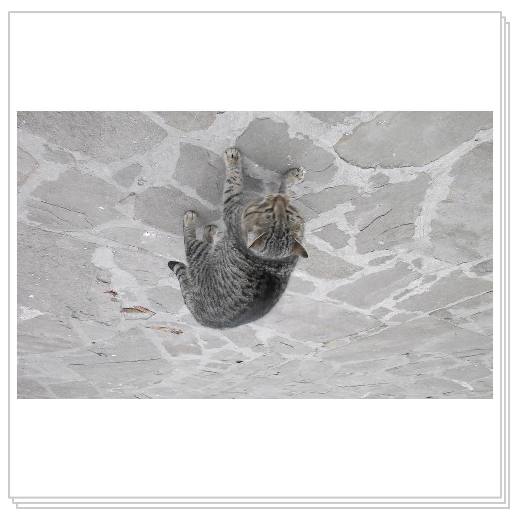 Кошки Севастополя