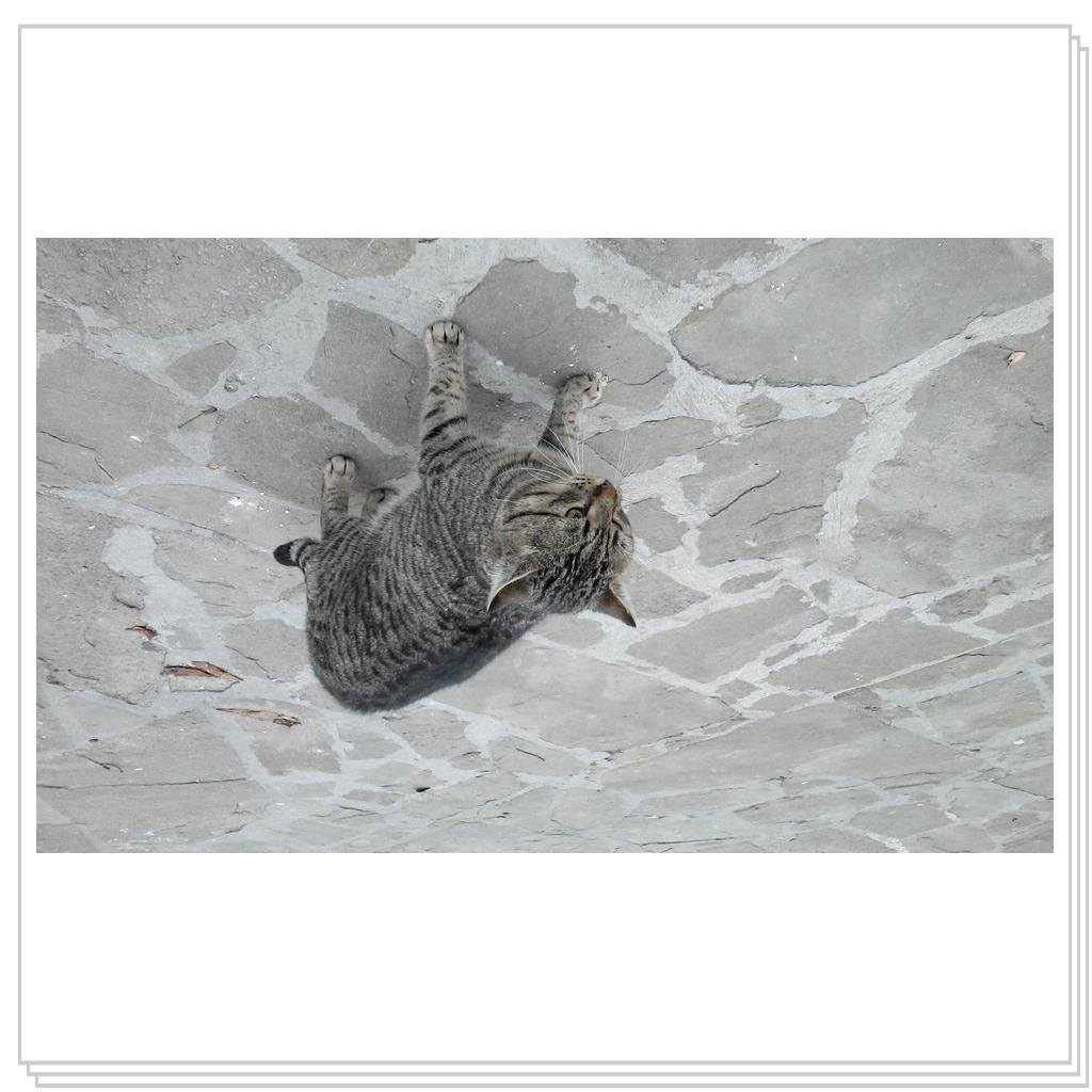 Кошки Севастополя