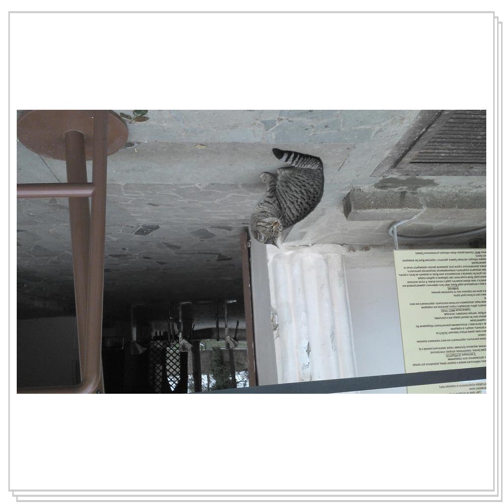 Кошки Севастополя