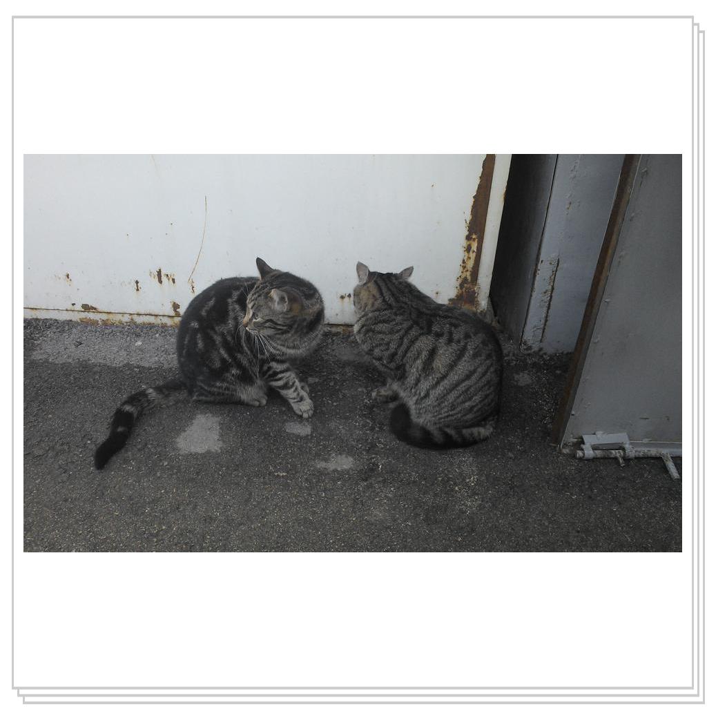 Кошки Севастополя