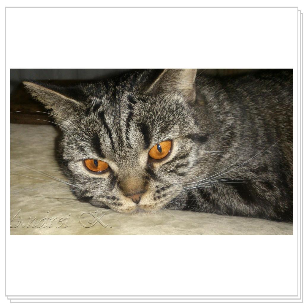 Шотландская кошка. Мила