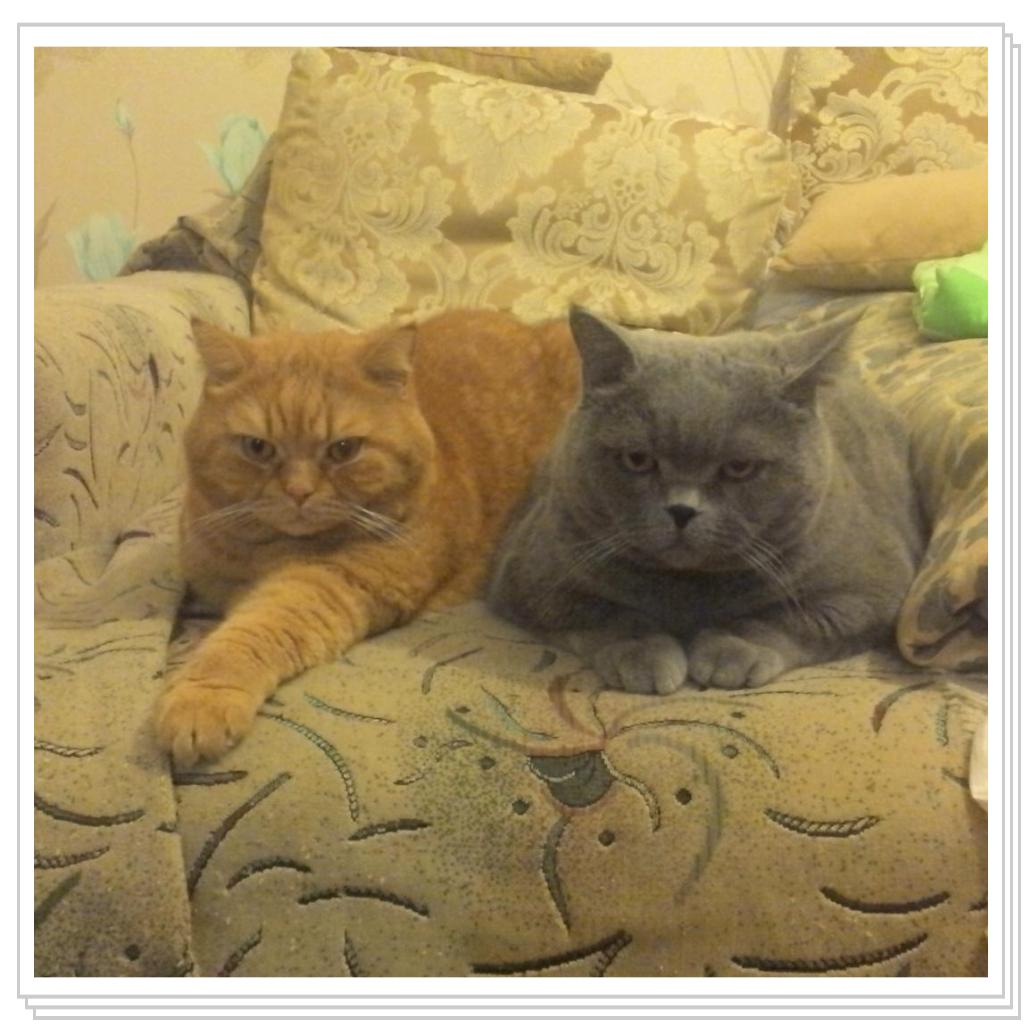 мои лапочки