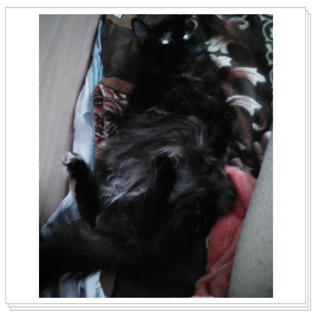 Любимицы Жуля и Муся))