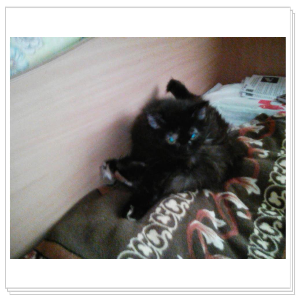 Любимицы Жуля и Муся))