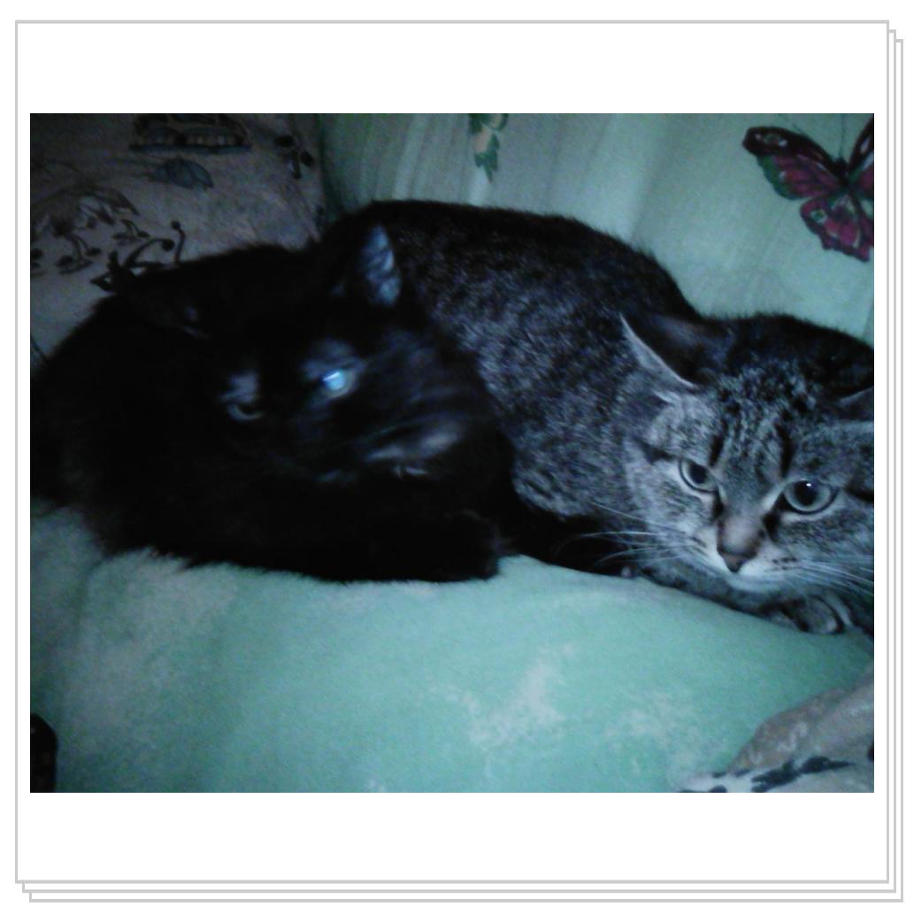 Любимицы Жуля и Муся))