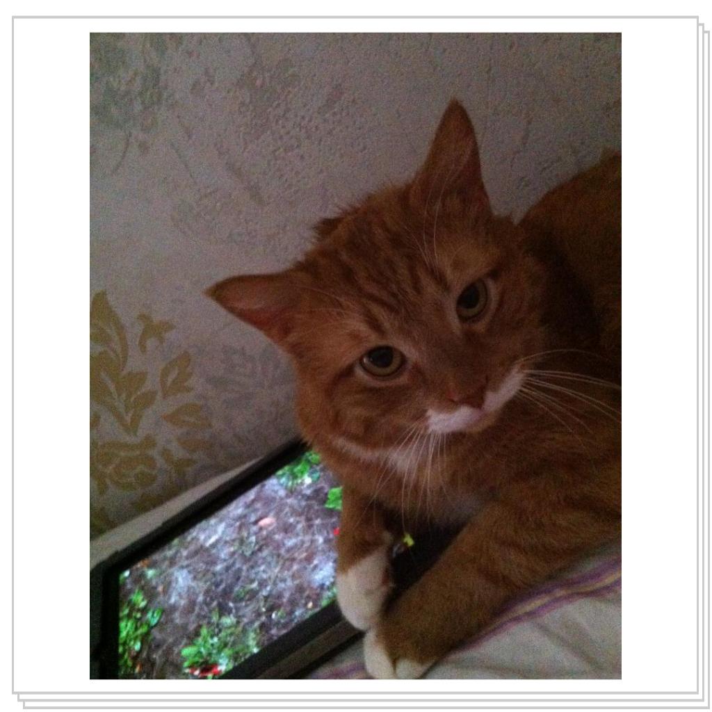 Кошачий планшет