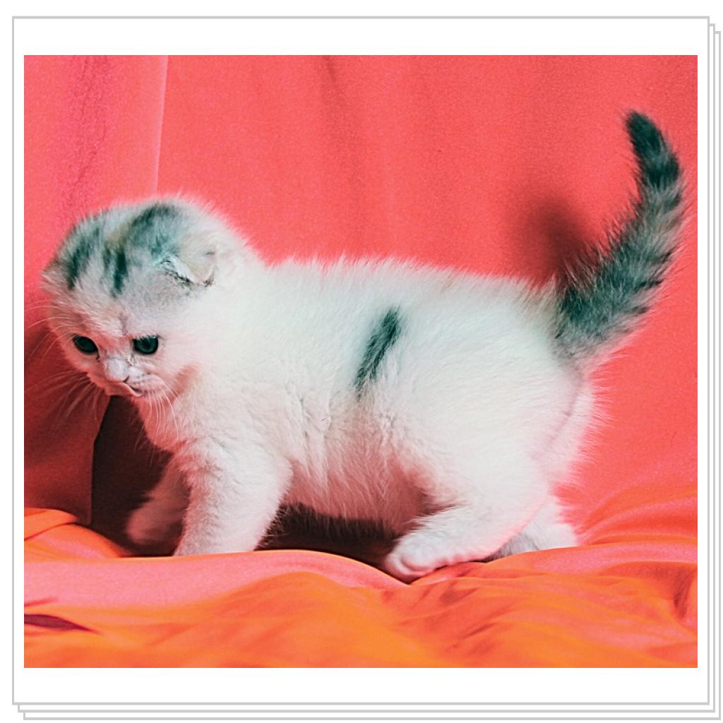 Вислоухие дочи!