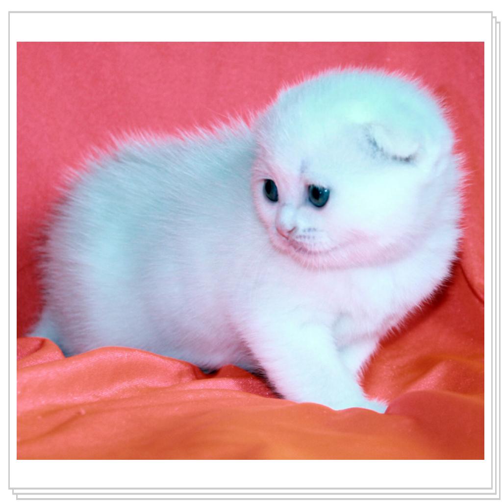 Вислоухие дочи!