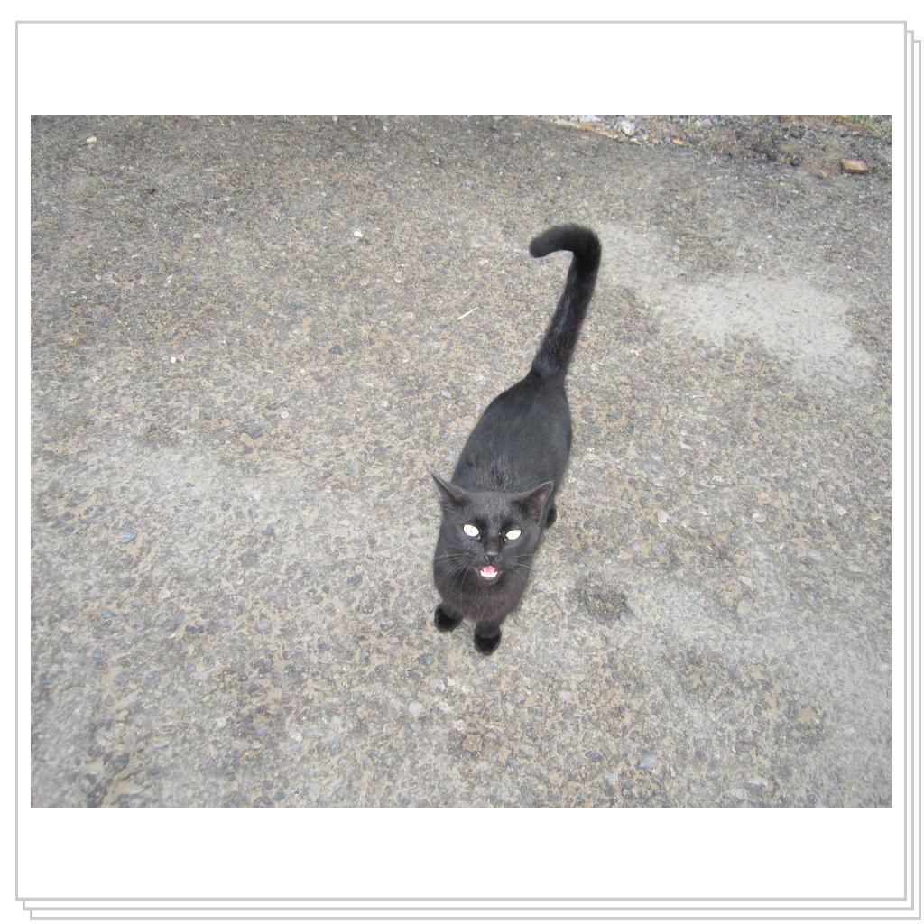 Кошки Греции