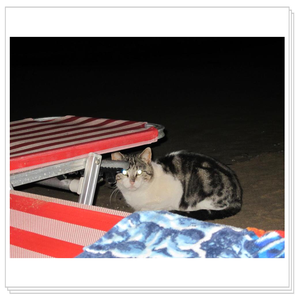 Кошки Греции