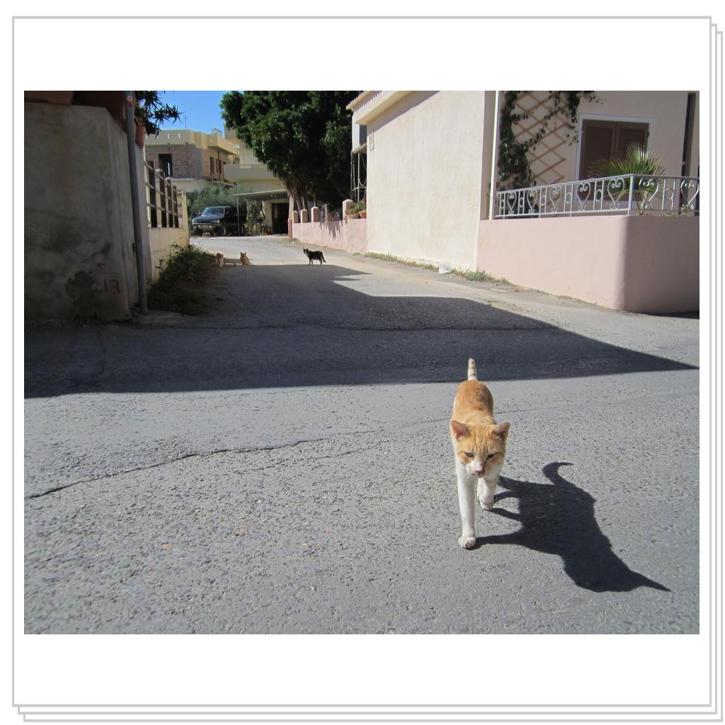 Кошки Греции