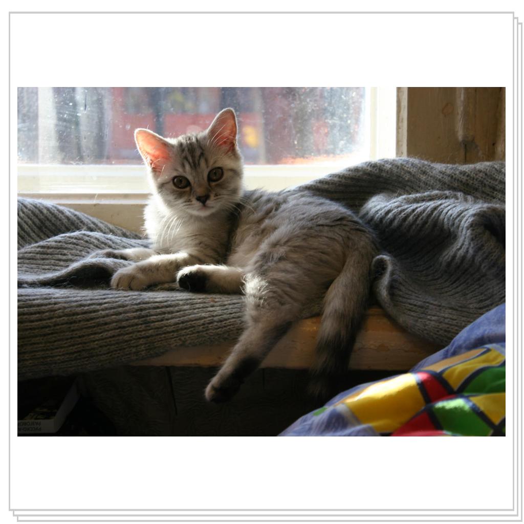 котомодель Снежана :)