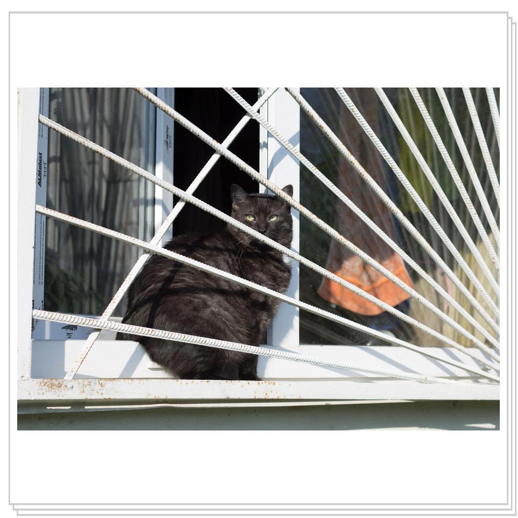 Сижу за решеткой, в темнице сырой...