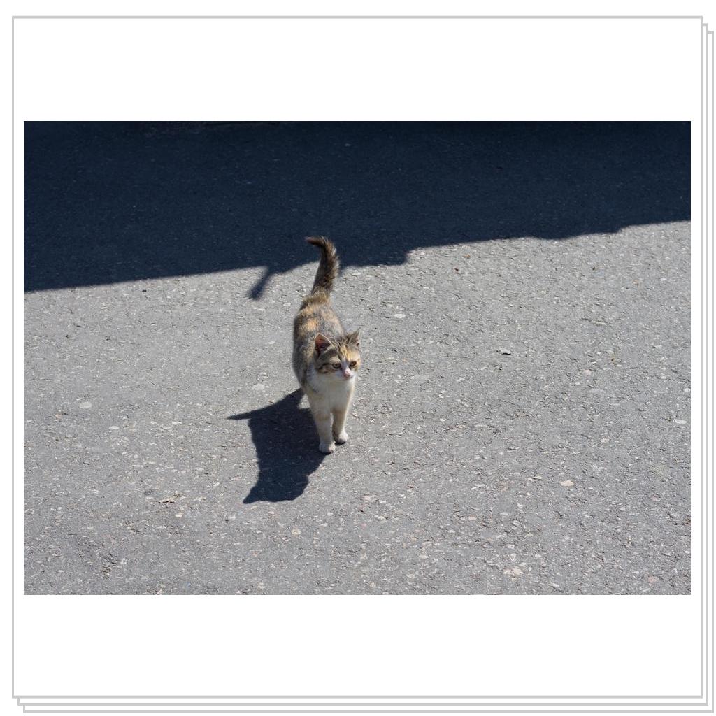 когда буду еще раз в Крыму, обязательно буду брать с собой на прогулку кошачий корм