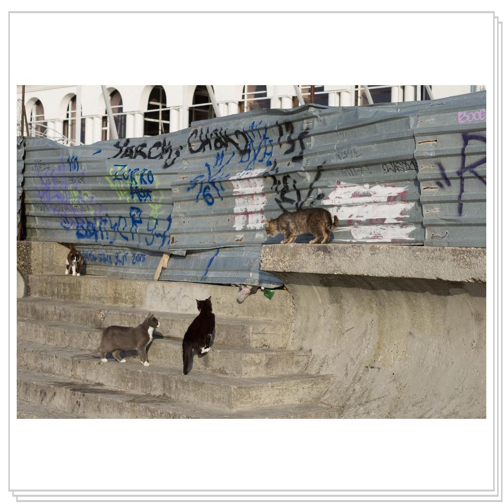 Кошки Севастополя