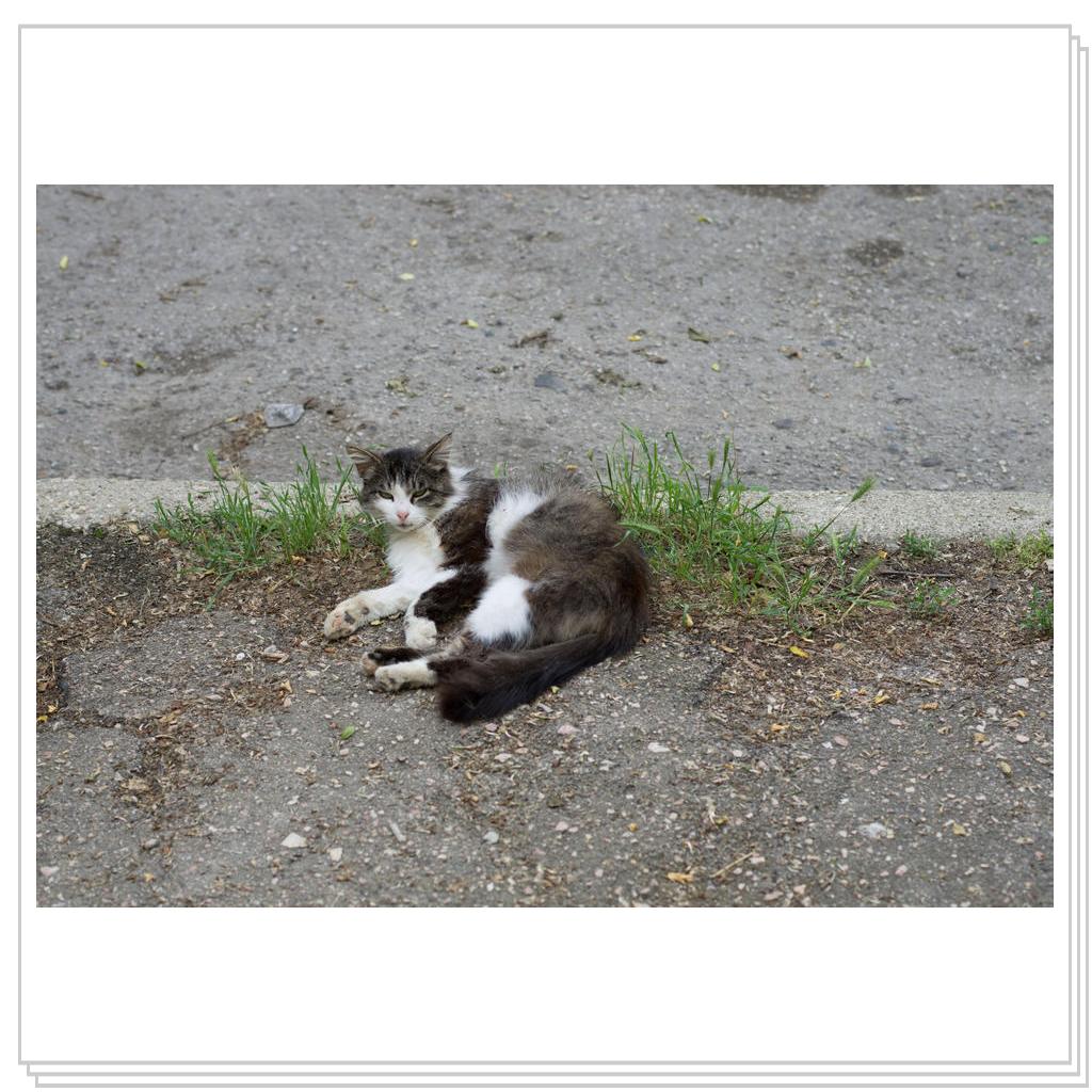 Севастопольский кот