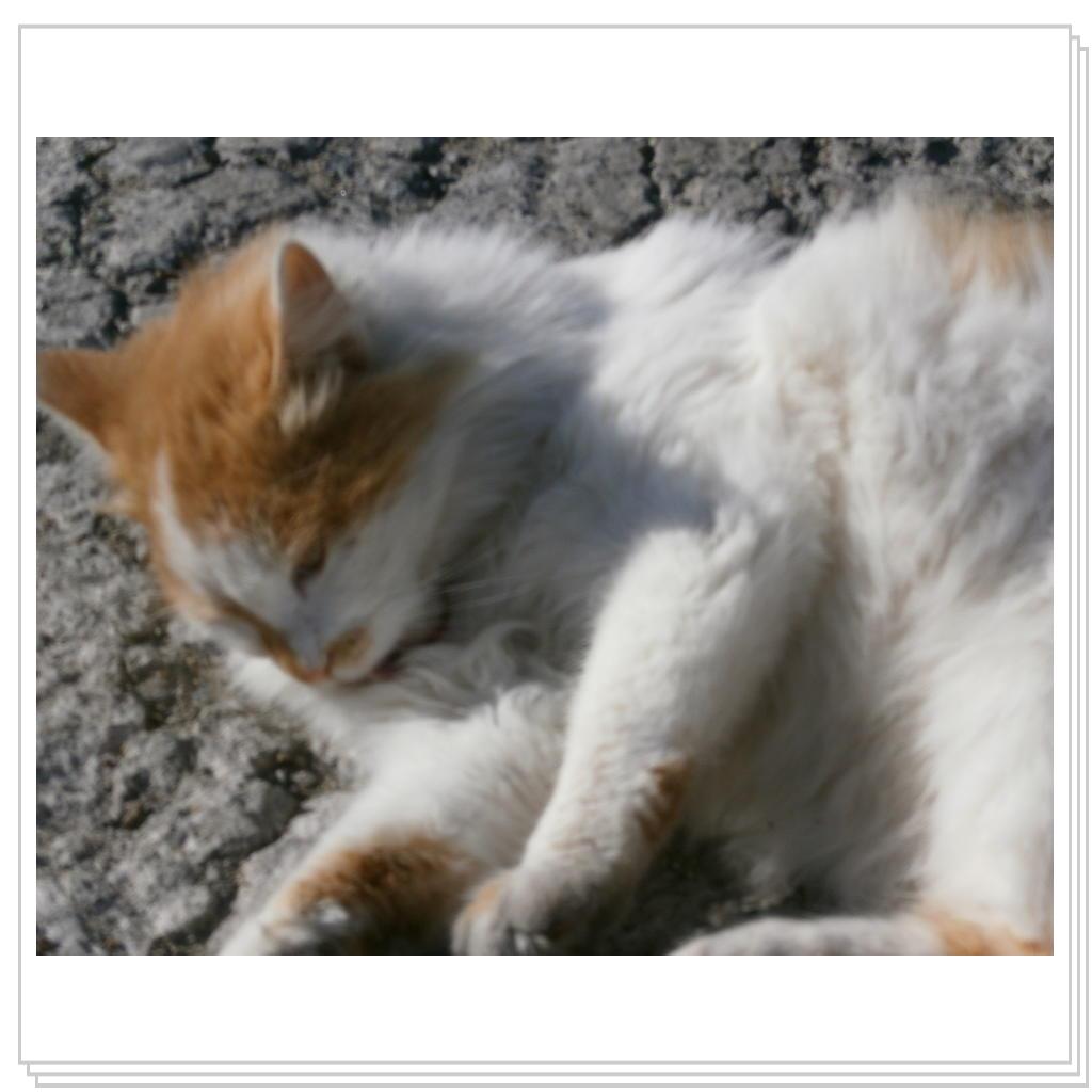 Кошки Запорожя