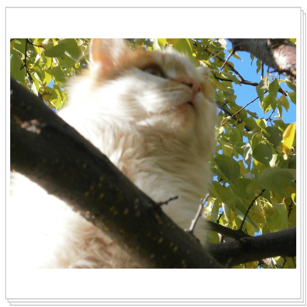 Кошки Запорожя