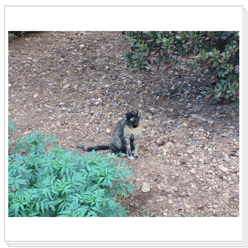 Кошки Мальты