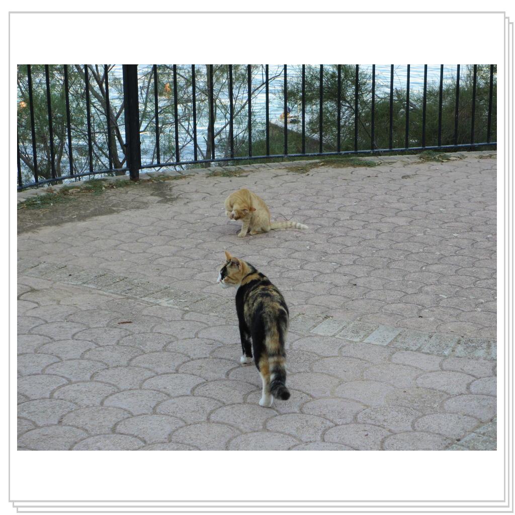 Кошки Мальты