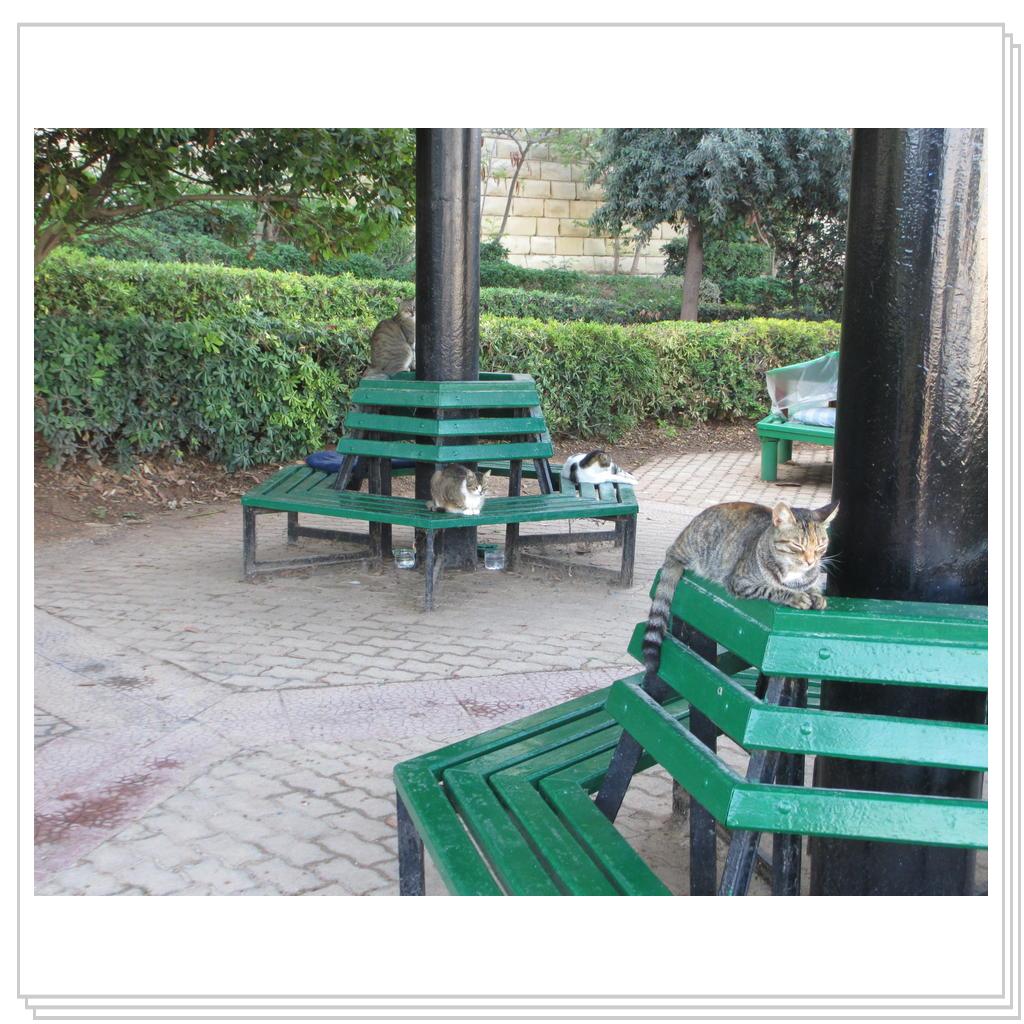 Кошки Мальты