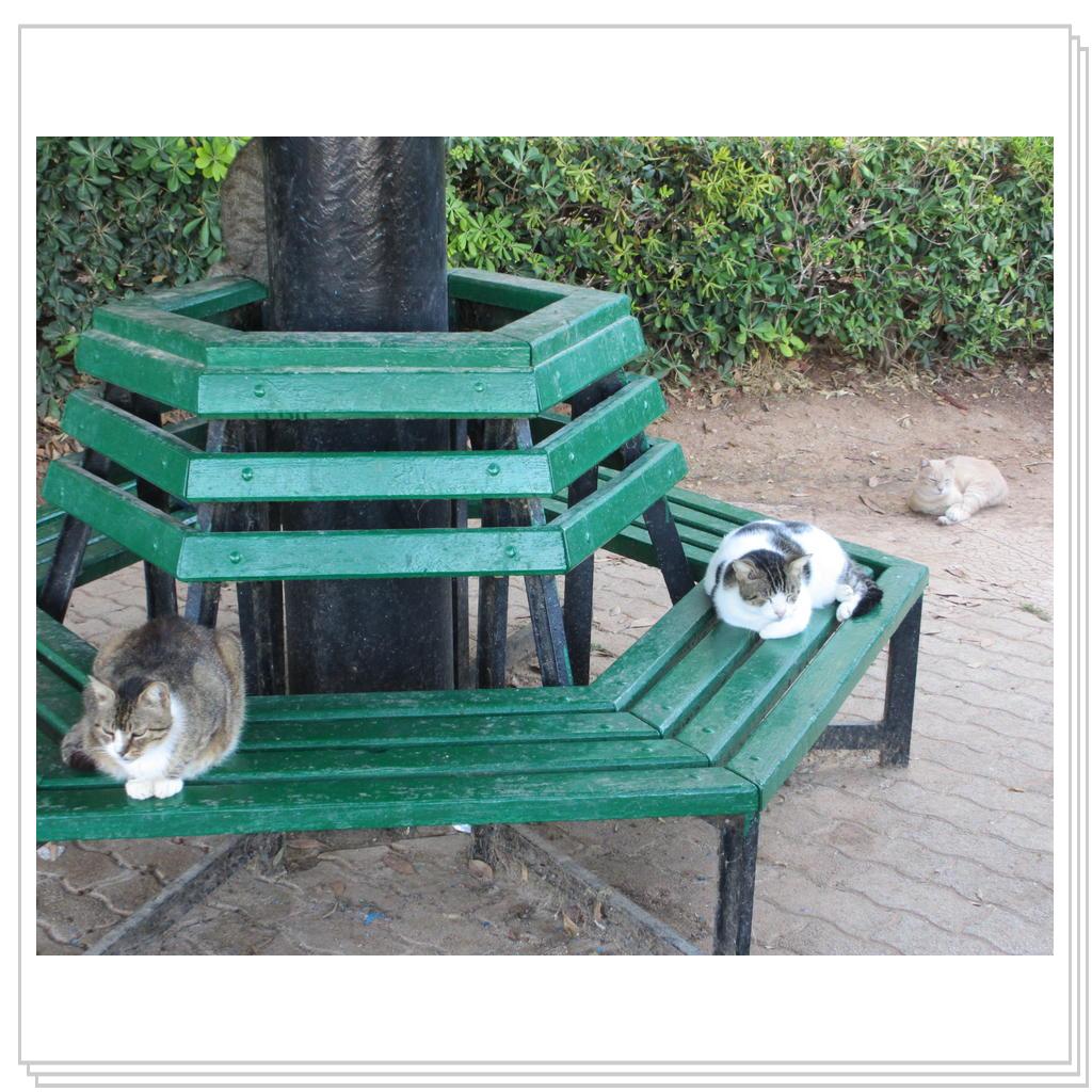 Кошки Мальты